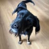 Traumhund Milan sucht seine Menschen