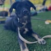 Traumhund Milan sucht seine Menschen