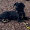 Traumhund Milan sucht seine Menschen