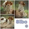 SIBO -liebevoll, fröhlich, anhänglich-