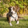 Freundliche Katar sucht Zuhause