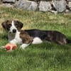 Freundliche Katar sucht Zuhause