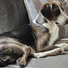 Freundliche Katar sucht Zuhause