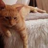 Leo & Marsia  unzertrennliches Katzenpaar sucht Zuhause
