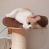 Leo & Marsia  unzertrennliches Katzenpaar sucht Zuhause