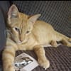 Leo & Marsia  unzertrennliches Katzenpaar sucht Zuhause