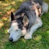 Husky MAXwartet schon in 56626 Andernach