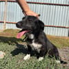 Fanny, 2 Jahre alt  sucht ihre eigene Familie!