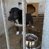 Fanny, 2 Jahre alt  sucht ihre eigene Familie!