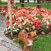 die kleine Ginger sucht liebevolles Zuhause