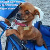 die kleine Ginger sucht liebevolles Zuhause