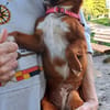 die kleine Ginger sucht liebevolles Zuhause