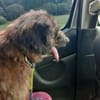 HENRI * bescheidener Hundeopi