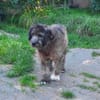 HENRI * bescheidener Hundeopi