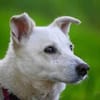 NEVA -sucht hundeerfahrenes Zuhause-