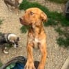 Süße Tiger Lilly möchte ankommen