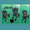 Chop sucht sein Glück