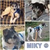 MIKY ° Charakterkopf sucht sein Zuhause