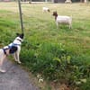 MIKY ° Charakterkopf sucht sein Zuhause