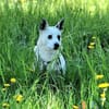 Aiko auf Pflegestelle in Kassel