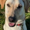 LEN -sucht hundeerfahrene Menschen-