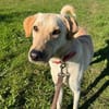 LEN -sucht hundeerfahrene Menschen-