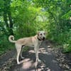 LEN -sucht hundeerfahrene Menschen-