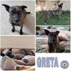 GRETA -Sonnenschein mit viel Charme-