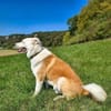 Harvey der ruhige Geselle