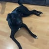 🐾Jogi 🐾 sucht sein für immer Zuhause