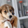 Liebenswerter Semolino sucht Zuhause