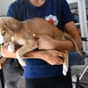 Liebenswerter Semolino sucht Zuhause