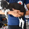 Sibilla sucht engen Familienanschluss