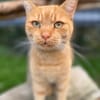 Garfield sucht sein Zuhause