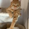 Garfield sucht sein Zuhause
