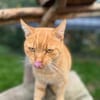 Garfield sucht sein Zuhause