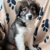 Honey💕Zuckermaus sucht ihre Familie