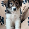 Honey💕Zuckermaus sucht ihre Familie