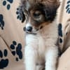 Honey💕Zuckermaus sucht ihre Familie