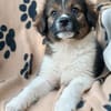 Ava - süßes Seelchen 💕