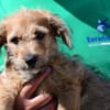Wird Alessia Ihr neues Familiemmitglied?