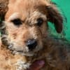 Wird Alessia Ihr neues Familiemmitglied?