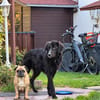 Übernehmen Sie für Pier Verantwortung?