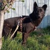 LESLY auf PS in 65594 Runkel