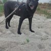 LESLY auf PS in 65594 Runkel