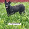 LESLY auf PS in 65594 Runkel