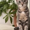 MONONOKÉ À ADOPTER AVEC UN CHAT DÉJÀ PRÉSENT CHEZ VOUS