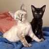 Ginny et Georgia