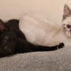Ginny et Georgia