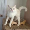 Abricot
